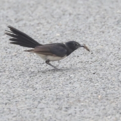 Rhipidura leucophrys at Higgins, ACT - 29 Dec 2019 10:04 AM