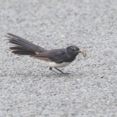 Rhipidura leucophrys at Higgins, ACT - 29 Dec 2019 10:04 AM