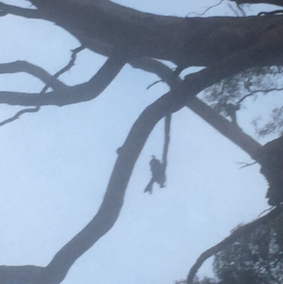 Callocephalon fimbriatum (Gang-gang Cockatoo) at Federal Golf Course - 29 Dec 2019 by Flutteringsparrow2