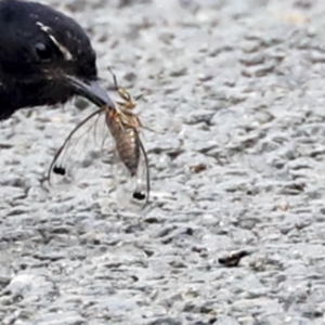 Galanga labeculata at Higgins, ACT - 29 Dec 2019 10:04 AM