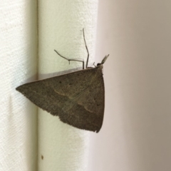 Epidesmia hypenaria (Long-nosed Epidesmia) at Aranda, ACT - 22 Dec 2019 by Jubeyjubes