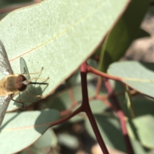 Trichophthalma sp. (genus) at Aranda, ACT - 22 Dec 2019 11:41 AM