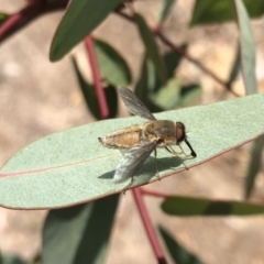 Trichophthalma sp. (genus) at Aranda, ACT - 22 Dec 2019