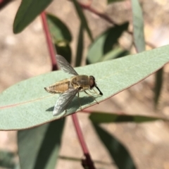 Trichophthalma sp. (genus) at Aranda, ACT - 22 Dec 2019