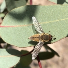 Trichophthalma sp. (genus) at Aranda, ACT - 22 Dec 2019 11:41 AM