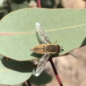 Trichophthalma sp. (genus) at Aranda, ACT - 22 Dec 2019