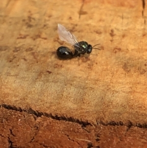 Eucharitidae (family) at Aranda, ACT - 23 Dec 2019