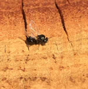 Eucharitidae (family) at Aranda, ACT - 23 Dec 2019