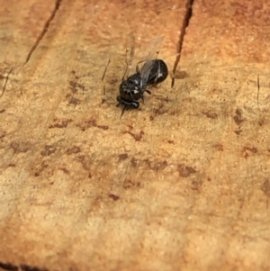 Eucharitidae (family) at Aranda, ACT - 23 Dec 2019