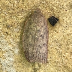 Garrha (genus) (A concealer moth) at Aranda, ACT - 22 Dec 2019 by Jubeyjubes