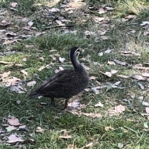 Anas superciliosa at Geehi, NSW - 25 Dec 2019