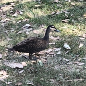 Anas superciliosa at Geehi, NSW - 25 Dec 2019