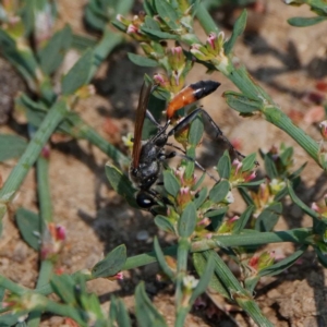 Podalonia tydei at Fyshwick, ACT - 26 Dec 2019 11:04 AM