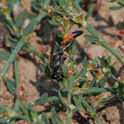 Podalonia tydei (Caterpillar-hunter wasp) at Fyshwick, ACT - 26 Dec 2019 by DPRees125