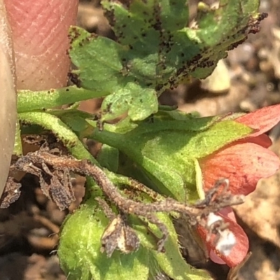 Modiola caroliniana (Red-flowered Mallow) at Geehi, NSW - 25 Dec 2019 by Jubeyjubes