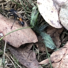Podalonia tydei (Caterpillar-hunter wasp) at Geehi, NSW - 25 Dec 2019 by Jubeyjubes