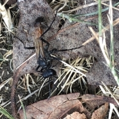 Podalonia tydei at Geehi, NSW - 25 Dec 2019