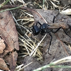 Podalonia tydei at Geehi, NSW - 25 Dec 2019