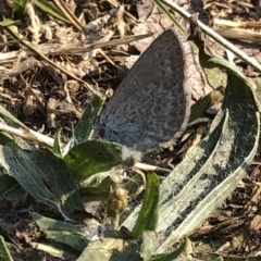 Zizina otis (Common Grass-Blue) at Kosciuszko National Park - 25 Dec 2019 by Jubeyjubes