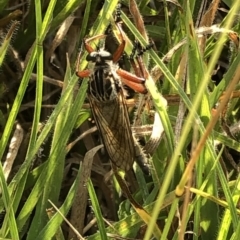 Zosteria sp. (genus) at Geehi, NSW - 25 Dec 2019