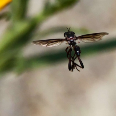 Dasypogoninae (subfamily) (Unidentified dasypogonine robber fly) at Acton, ACT - 23 Dec 2019 by DPRees125