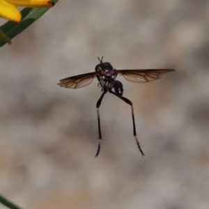 Dasypogoninae (subfamily) at Acton, ACT - 23 Dec 2019 02:19 PM