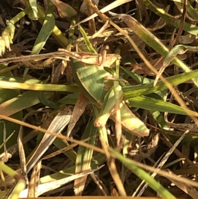 Gastrimargus musicus (Yellow-winged Locust or Grasshopper) at Geehi, NSW - 25 Dec 2019 by Jubeyjubes