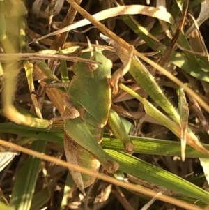 Gastrimargus musicus at Geehi, NSW - 25 Dec 2019 05:04 PM