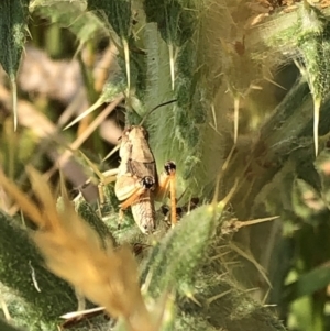 Phaulacridium vittatum at Geehi, NSW - 25 Dec 2019 05:05 PM