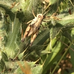 Phaulacridium vittatum at Geehi, NSW - 25 Dec 2019 05:05 PM