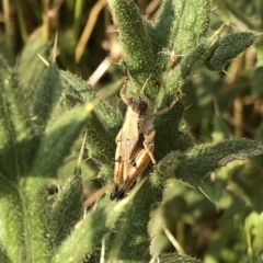 Phaulacridium vittatum at Geehi, NSW - 25 Dec 2019 05:05 PM