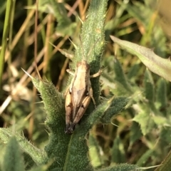 Phaulacridium vittatum at Geehi, NSW - 25 Dec 2019 05:05 PM