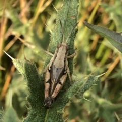 Phaulacridium vittatum at Geehi, NSW - 25 Dec 2019 05:05 PM