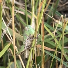 Gastrimargus musicus (Yellow-winged Locust or Grasshopper) at Geehi, NSW - 25 Dec 2019 by Jubeyjubes