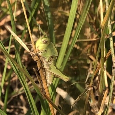 Gastrimargus musicus (Yellow-winged Locust or Grasshopper) at Geehi, NSW - 25 Dec 2019 by Jubeyjubes