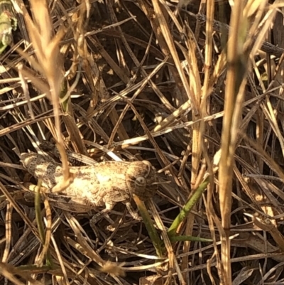 Gastrimargus musicus (Yellow-winged Locust or Grasshopper) at Geehi, NSW - 25 Dec 2019 by Jubeyjubes