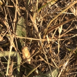 Gastrimargus musicus at Geehi, NSW - 25 Dec 2019 05:15 PM