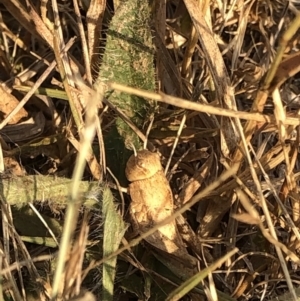 Gastrimargus musicus at Geehi, NSW - 25 Dec 2019 05:15 PM