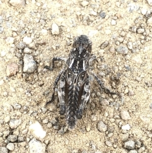 Oedaleus australis at Geehi, NSW - 25 Dec 2019 05:20 PM