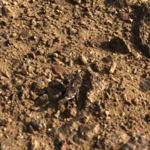 Oedaleus australis at Geehi, NSW - 25 Dec 2019 05:20 PM