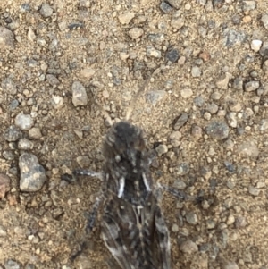 Oedaleus australis at Geehi, NSW - 25 Dec 2019 05:20 PM