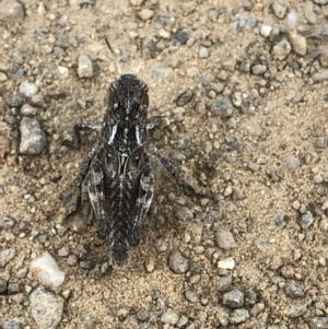 Oedaleus australis at Geehi, NSW - 25 Dec 2019 05:20 PM