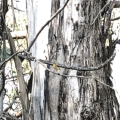 Pardalotus punctatus (Spotted Pardalote) at Kosciuszko National Park - 25 Dec 2019 by Jubeyjubes