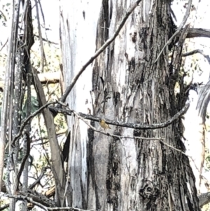 Pardalotus punctatus at Geehi, NSW - 25 Dec 2019