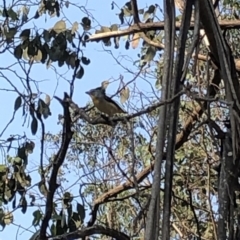 Pardalotus punctatus at Geehi, NSW - 25 Dec 2019