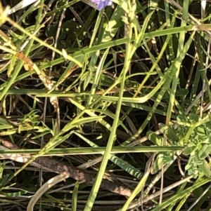 Veronica subtilis at Geehi, NSW - 25 Dec 2019