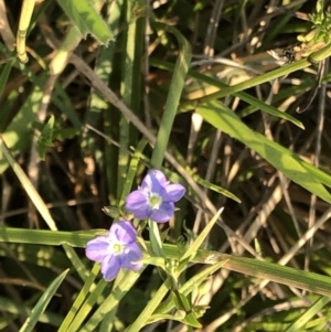 Veronica subtilis at Geehi, NSW - 25 Dec 2019