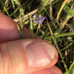 Veronica subtilis at Geehi, NSW - 25 Dec 2019