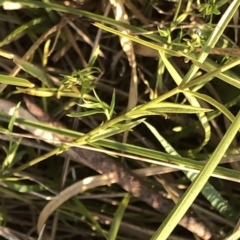 Veronica subtilis at Geehi, NSW - 25 Dec 2019 05:54 PM