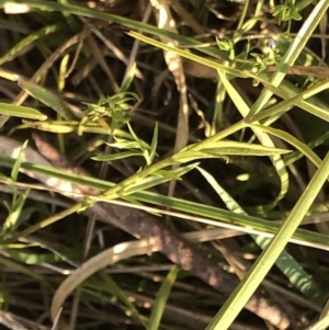 Veronica subtilis at Geehi, NSW - 25 Dec 2019